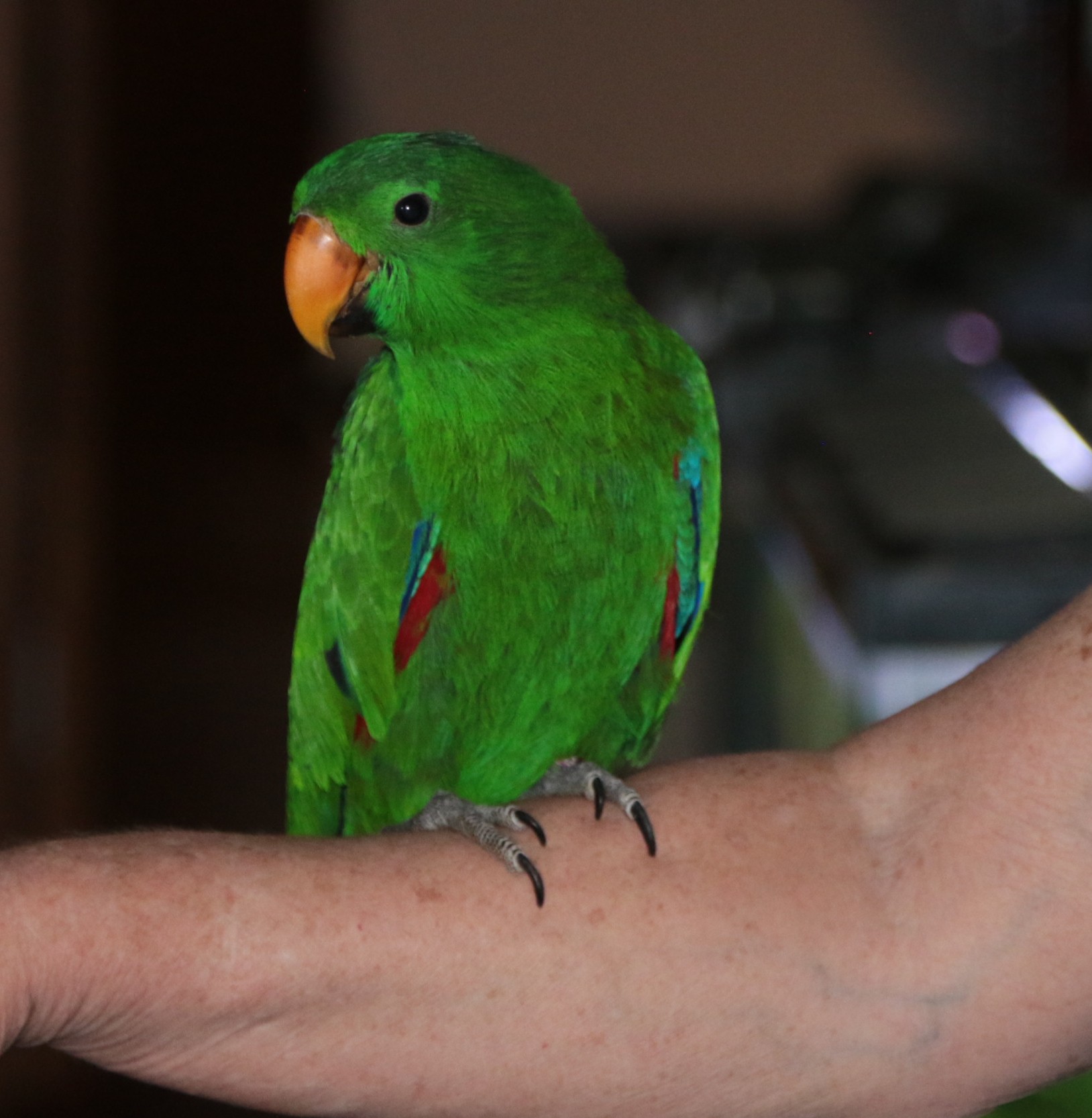 Male Eclectus