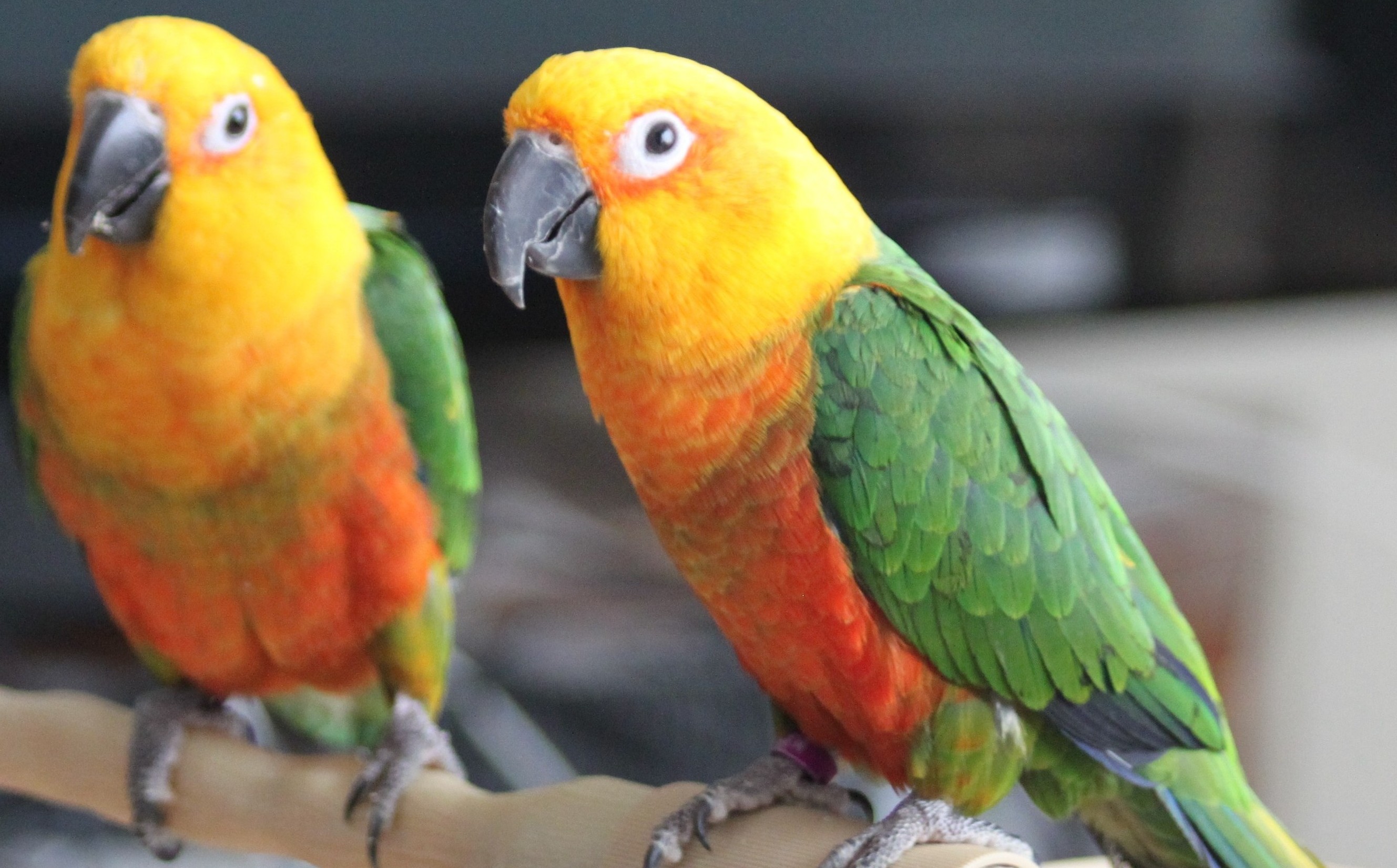 homepage parrotsrok com homepage parrotsrok com